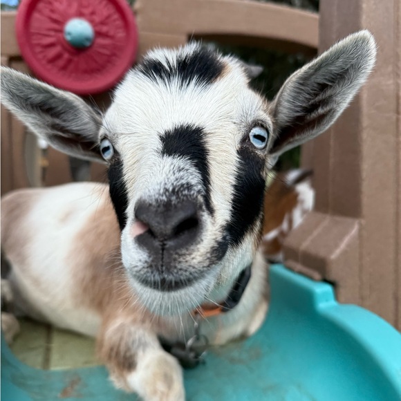 Meet your Posher, Megan - Picture 7 of 8